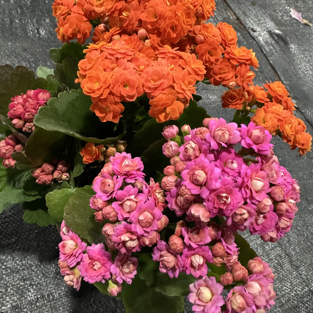 随机三色长寿花，3个长寿花爆款品种
