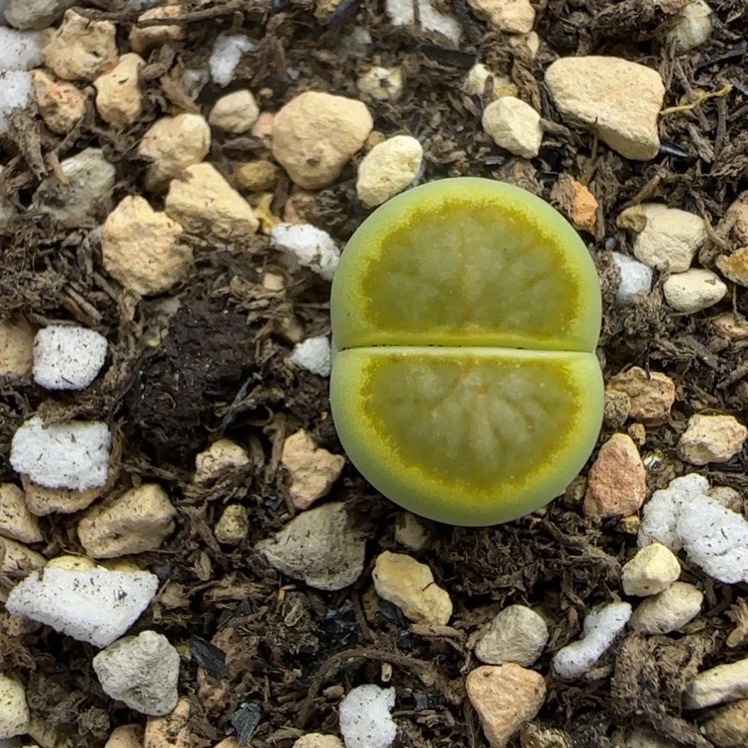 绿菊福利生石花大棚直播