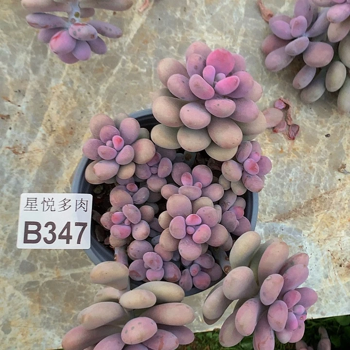 赵***心星悦多肉       B347