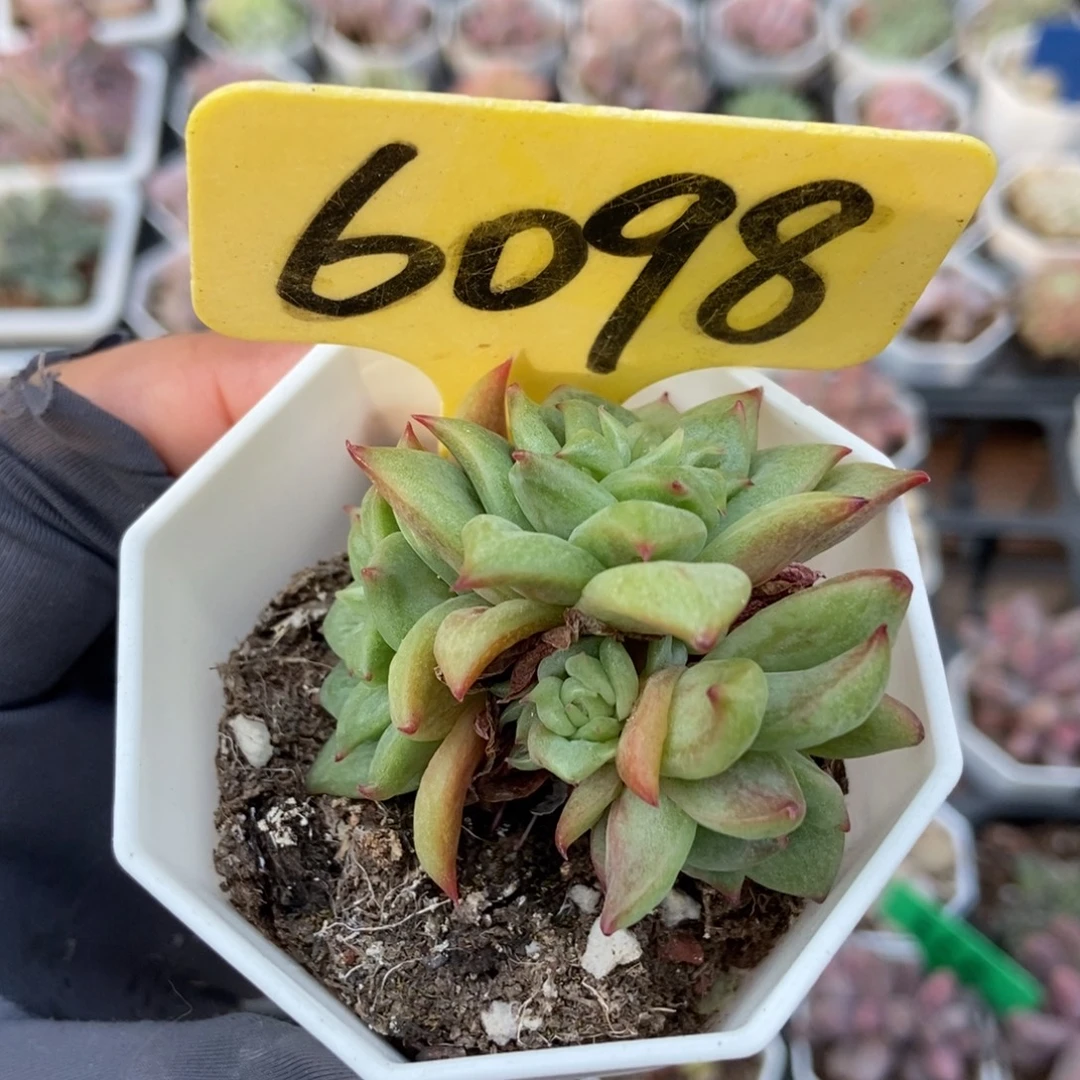 宝***6098玛丽亚锦多肉植物