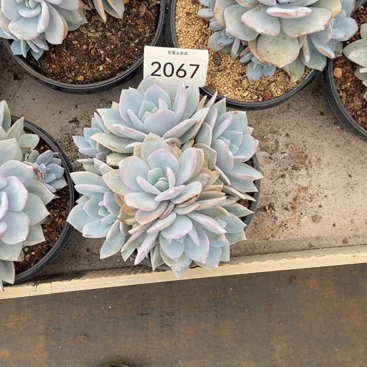 @***朱7头奶茶。  2067号。