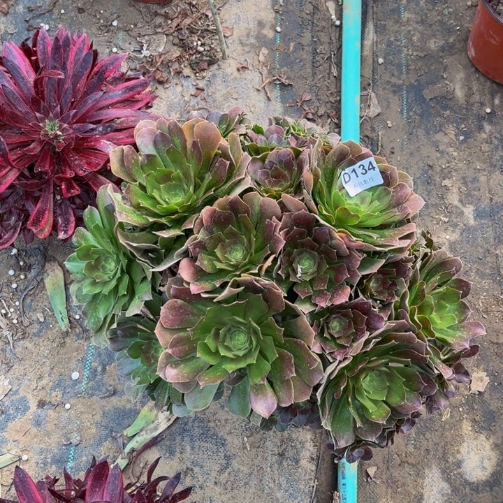 134玫瑰法师多肉法师不包断枝