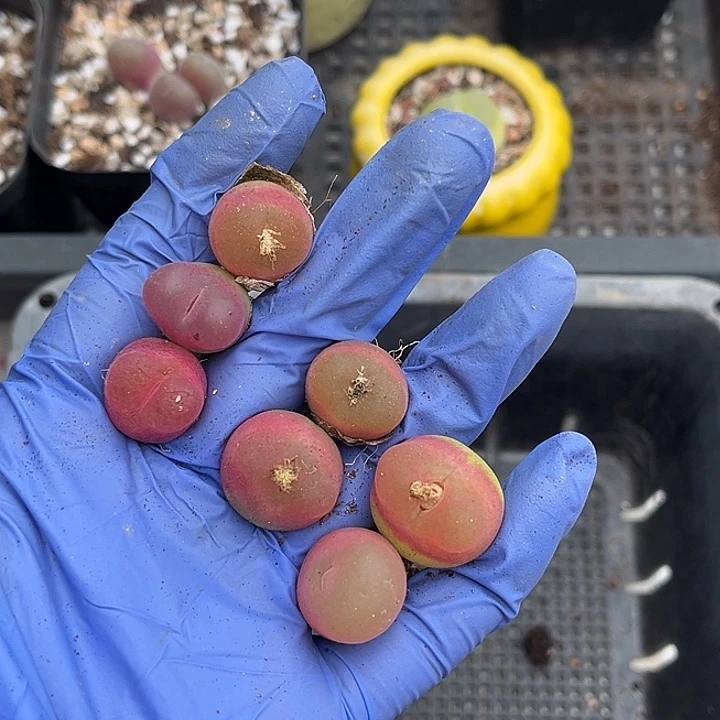 脱土发，满28包邮。7颗毛汗尼