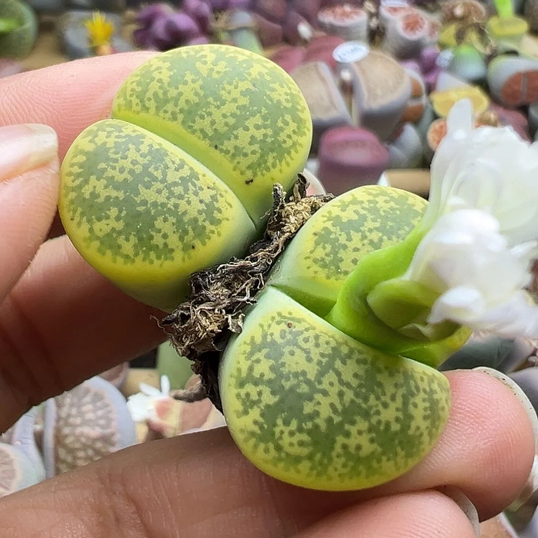 1346炸了1111111111111111