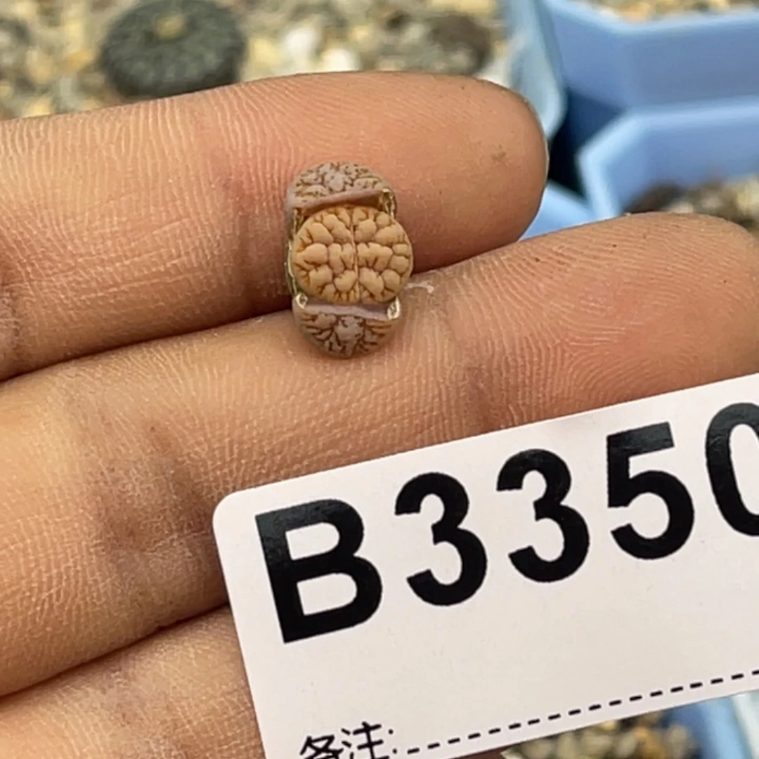 3350睫毛凹凸189岛田