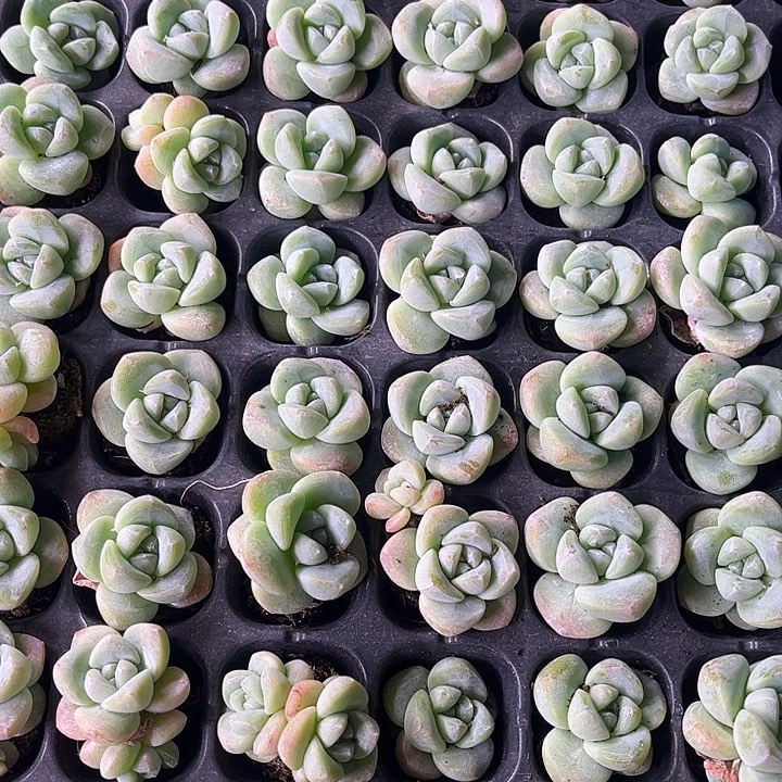 冰玉单双混搭20颗19.9包邮