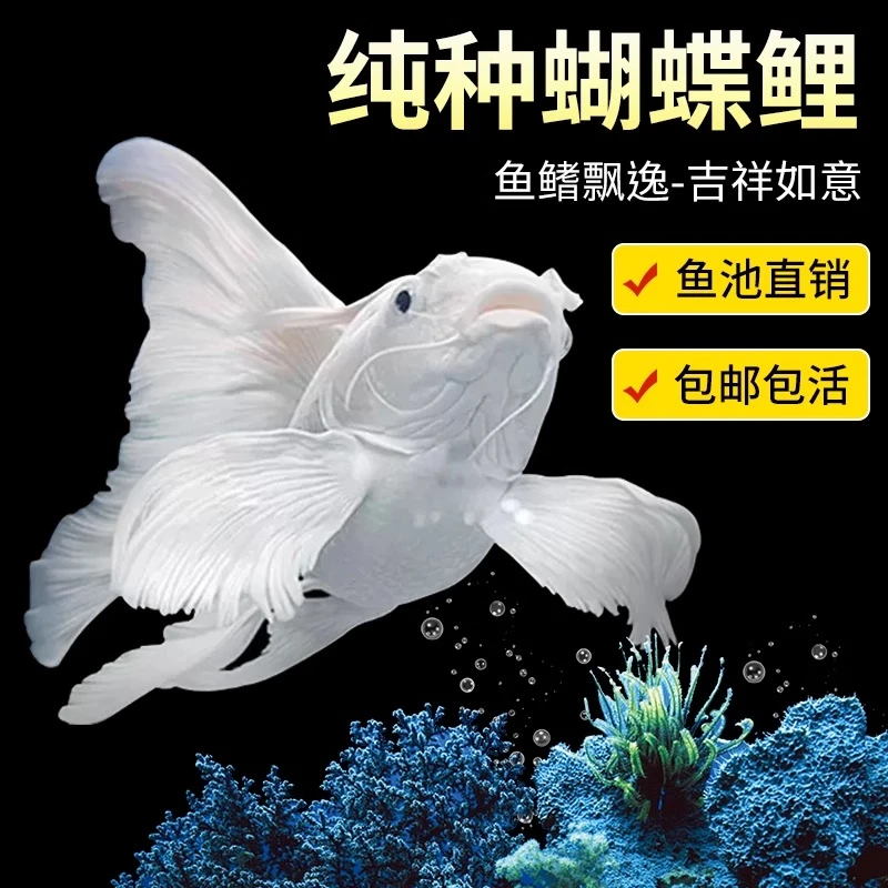 [11-13公分]狮子头白短球蝴蝶鲤赛季纯种观赏鱼渔场直达好养饲养