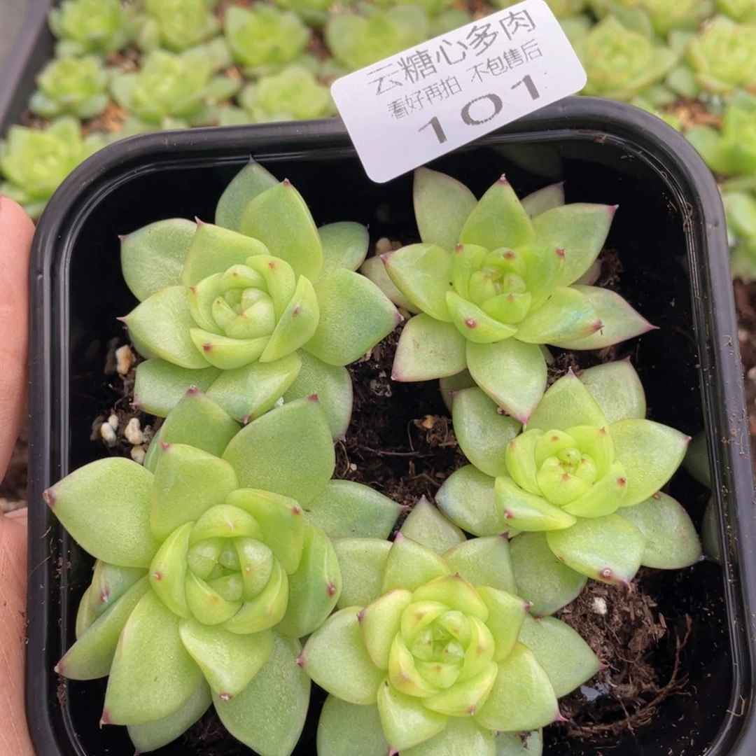 云糖心多肉植物101