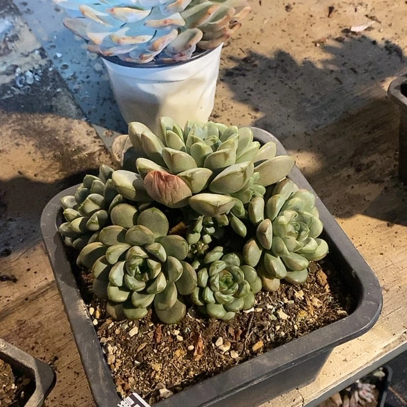 【闪购商品】葡萄1230