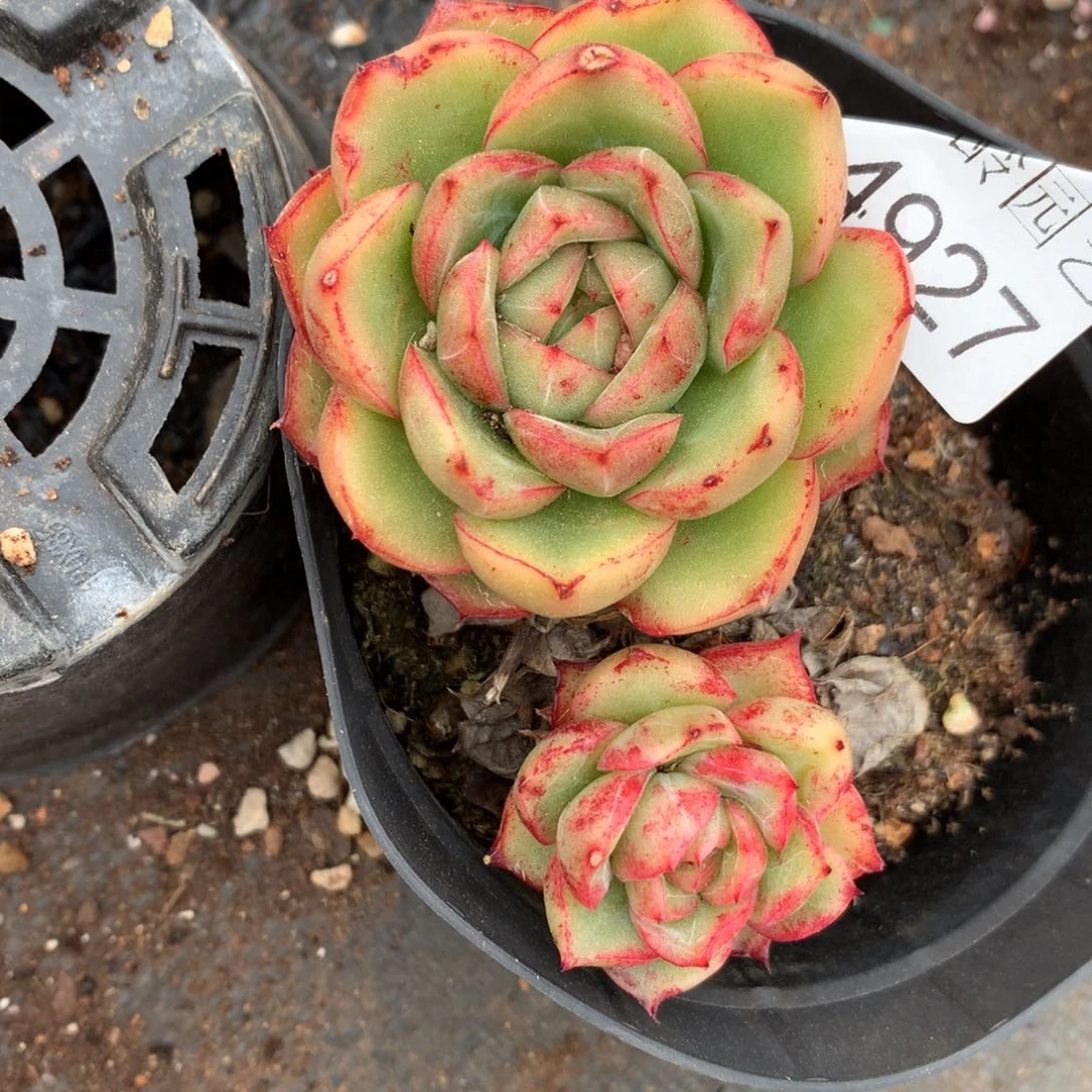 野**姐4927杂交精品基地9厘米