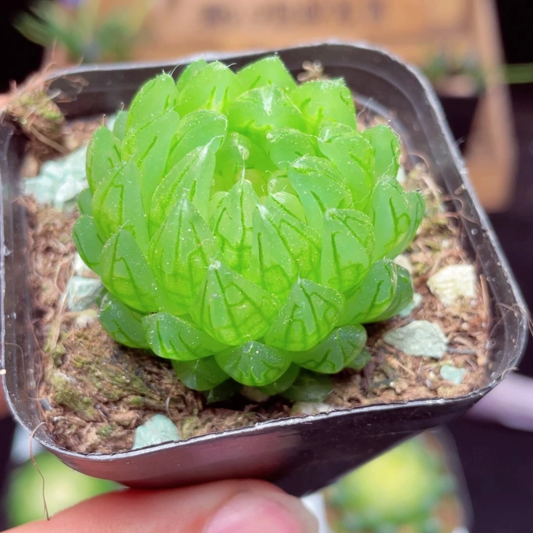 蝉翼玉露多肉9.9包邮发货
