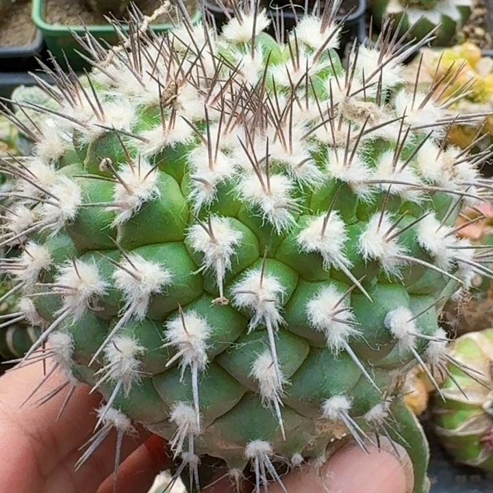 无花朵强刺菊水694