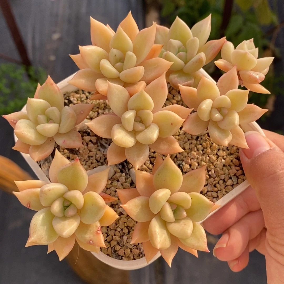 璀璨老桩一物一拍