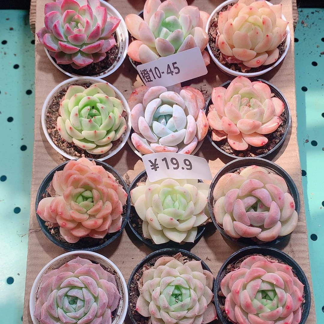 10-45一物一拍带盆18颗