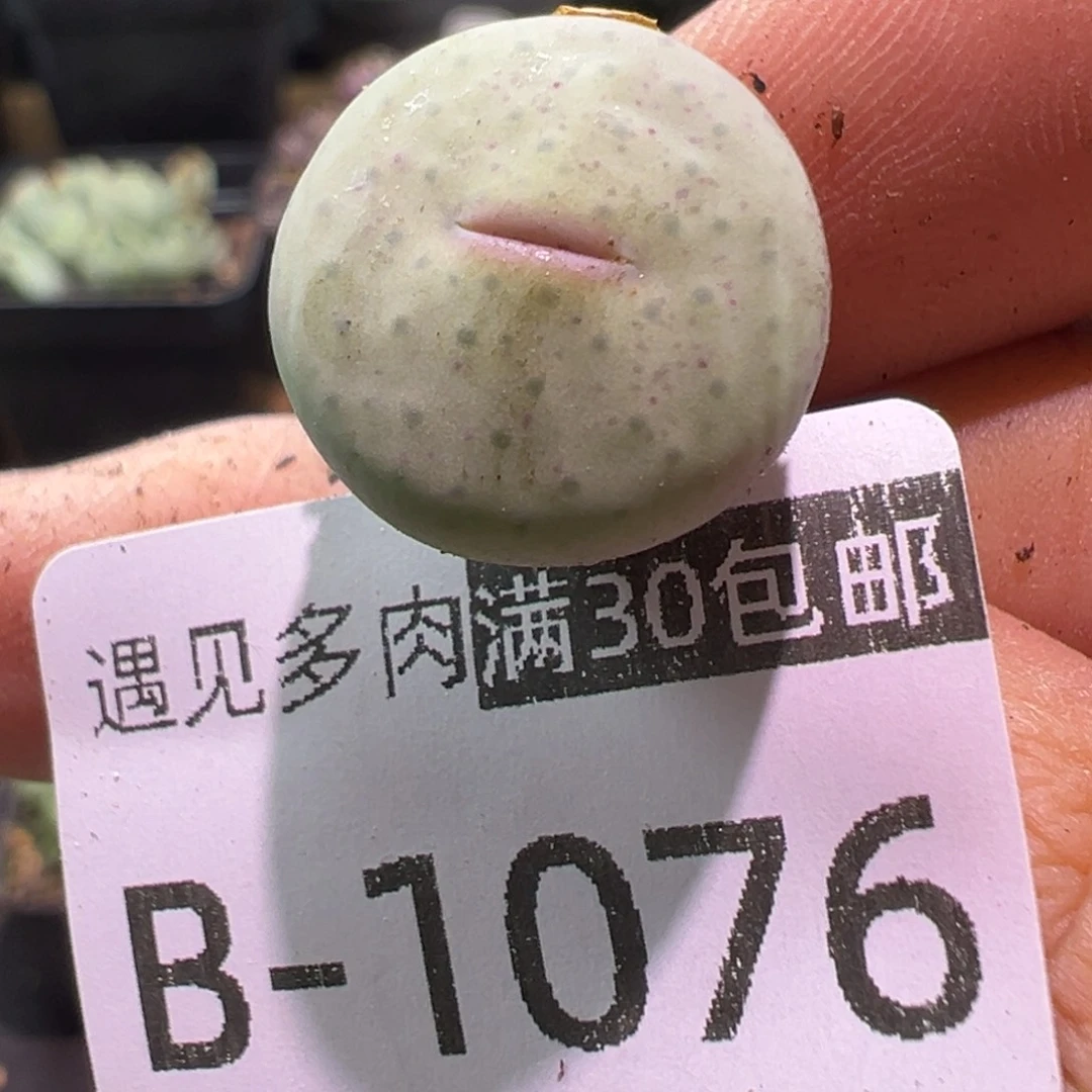 多肉植物1111111111111