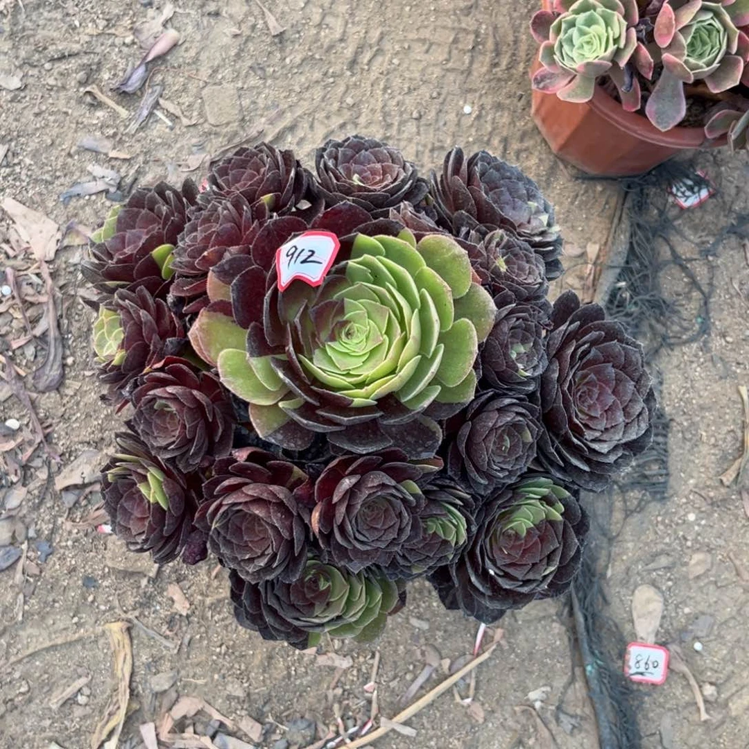 912多肉植物黑美人