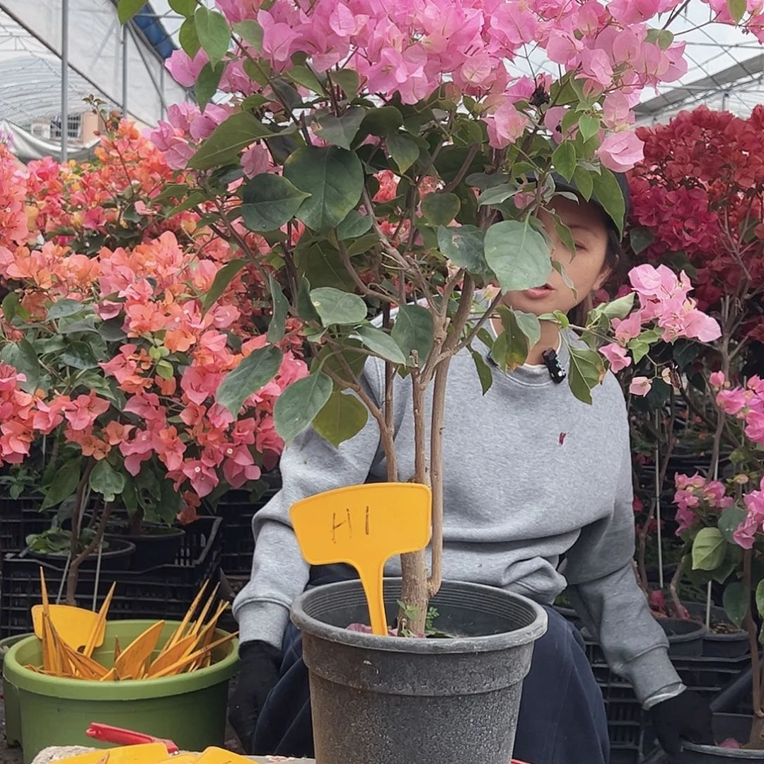 周***彬大部分花苞少量开放H1红粉佳人