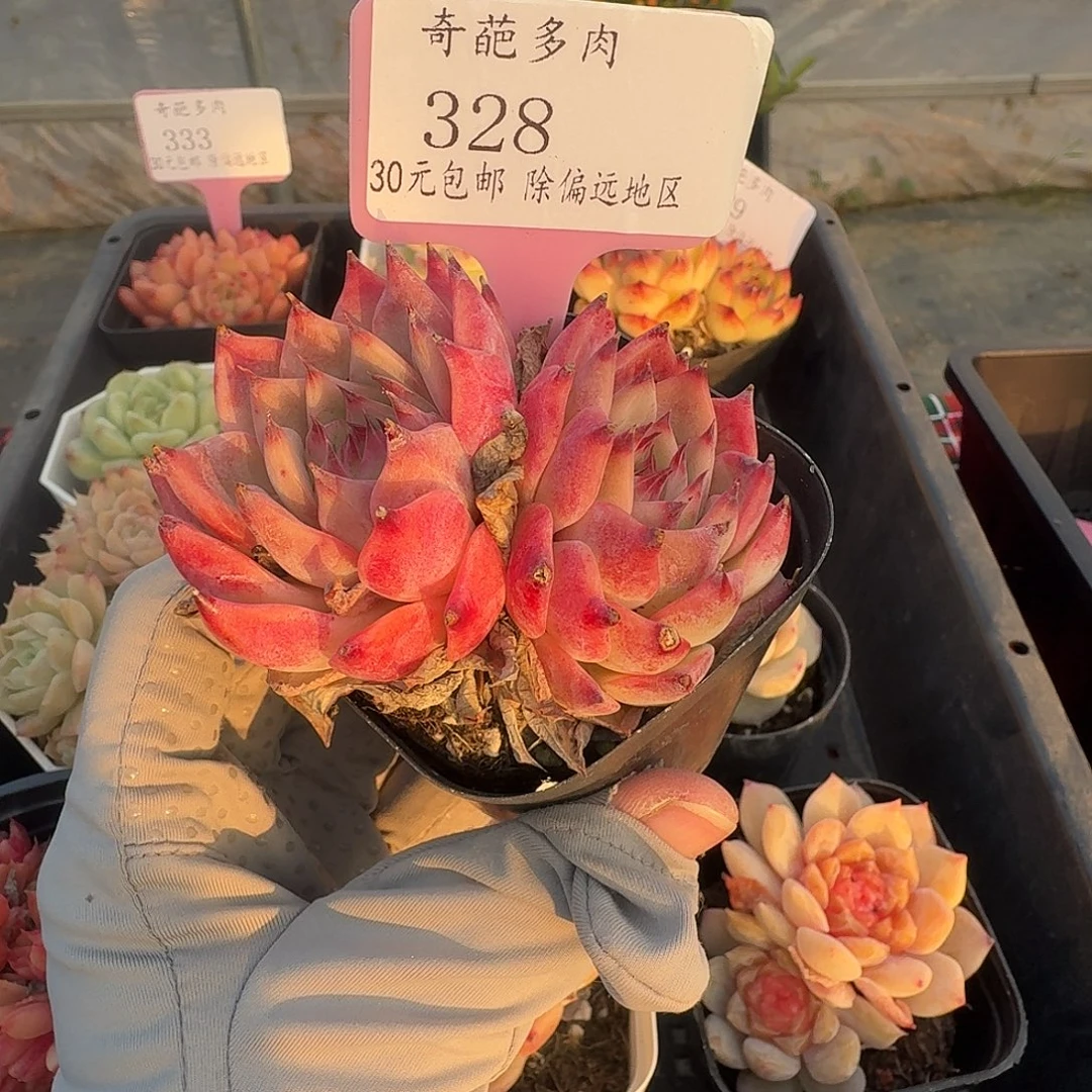 328 脱土 群生不包整 30元包邮非偏远