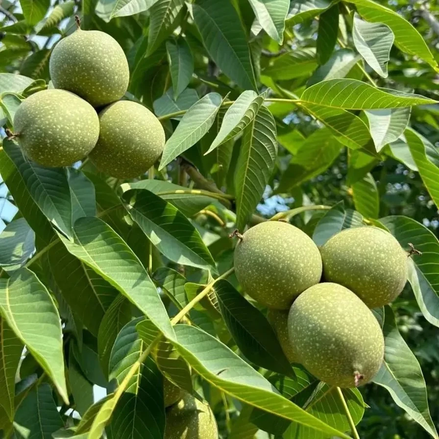 青皮核桃带皮核桃纸皮核桃老树核桃泡酒煮蛋青衣湿核桃新鲜核桃