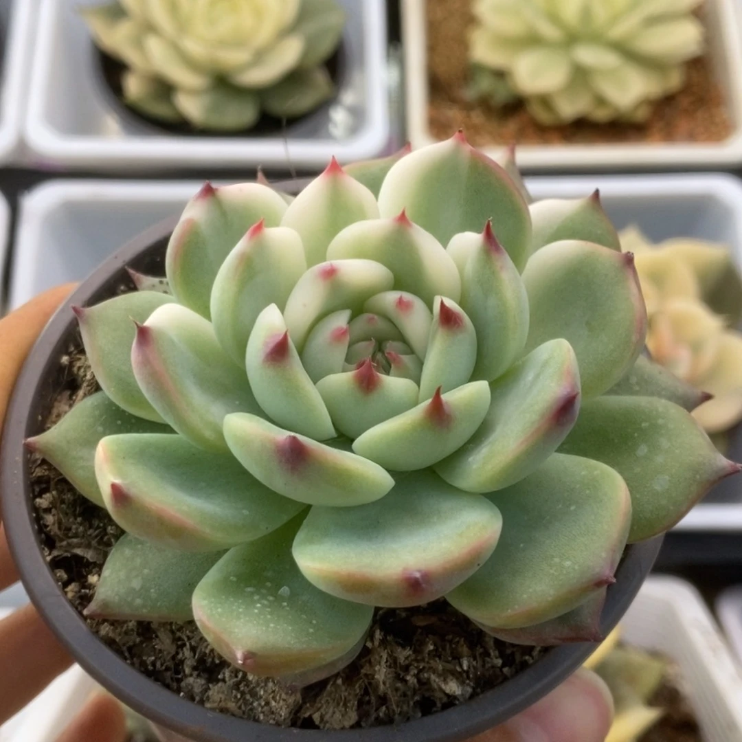 350锦锦锦锦锦锦锦锦锦