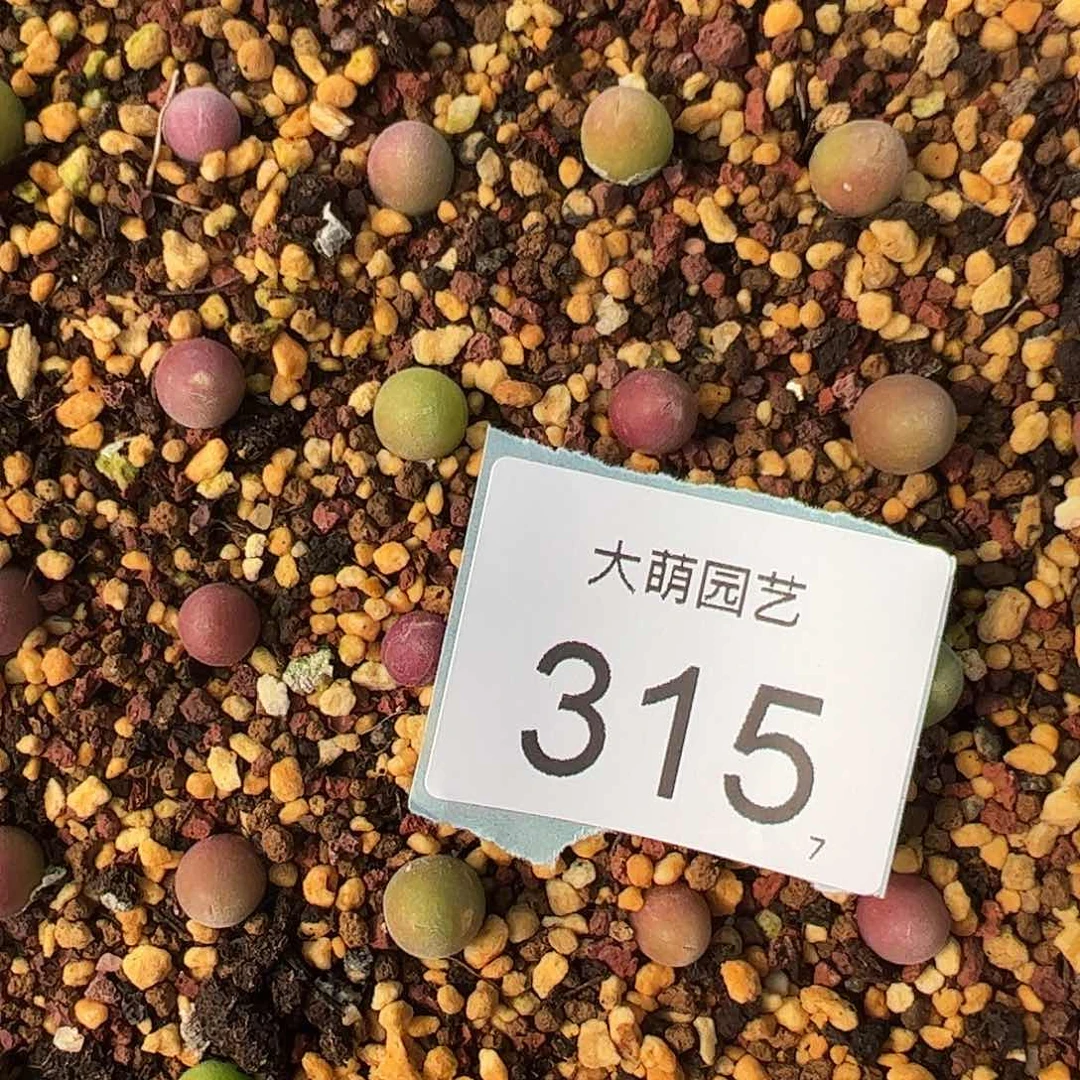 0000315量拍园艺宝辉1颗尺寸0.6上下