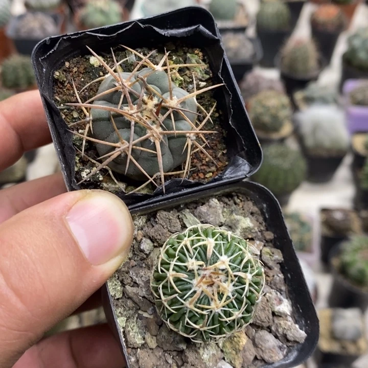 光临玉太刀岚2颗特价