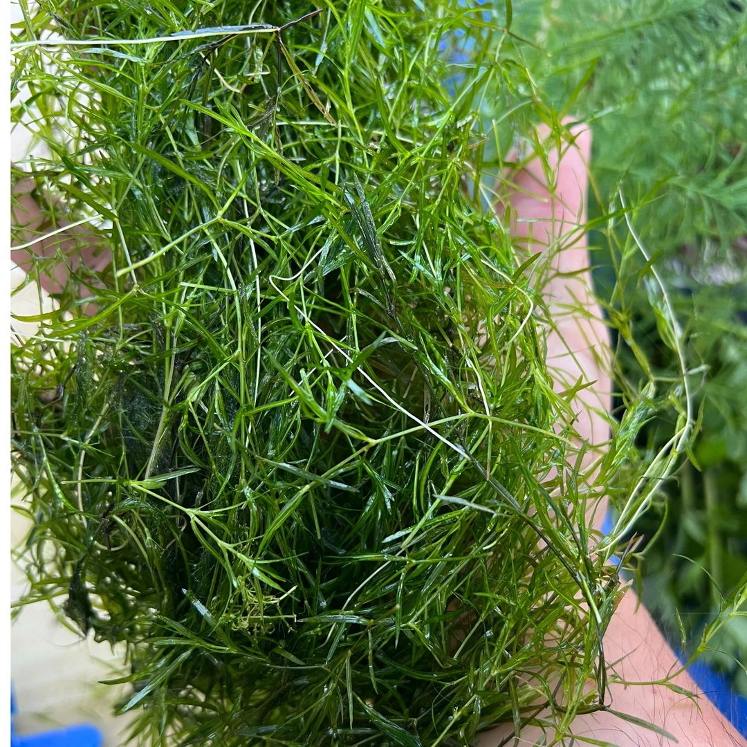 竹节草小鱼缸古法缸植物孔雀鱼玛丽鱼繁殖阴性水草孔雀鱼缸水草