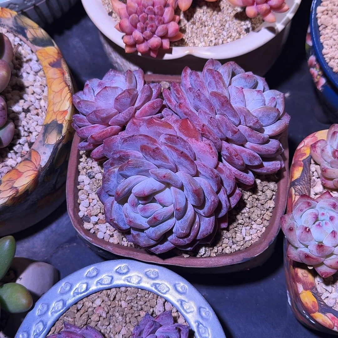 韩橙 3头  一物一拍