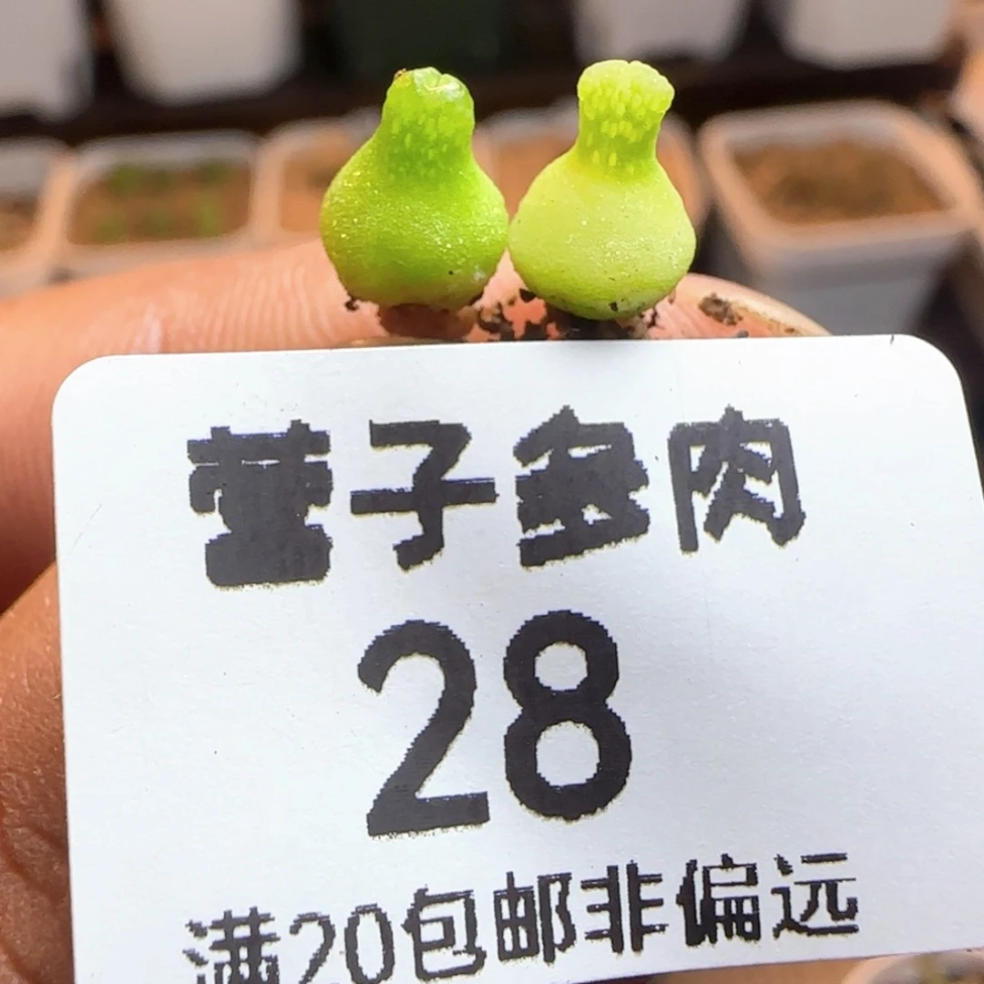 小葫芦两颗。