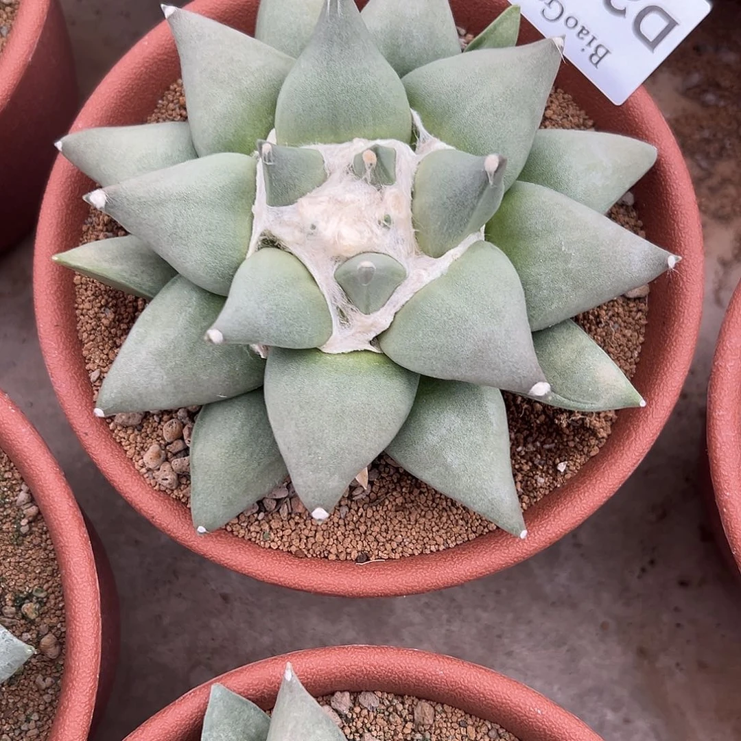请****?D298号牡丹仙人球