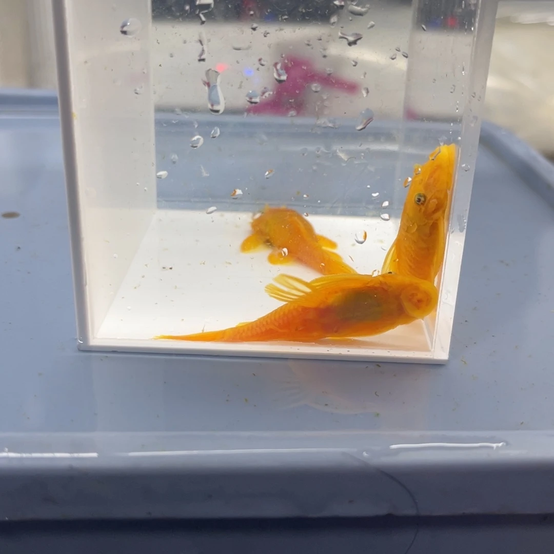 孔雀鱼胡子一公俩母开箱视频报损