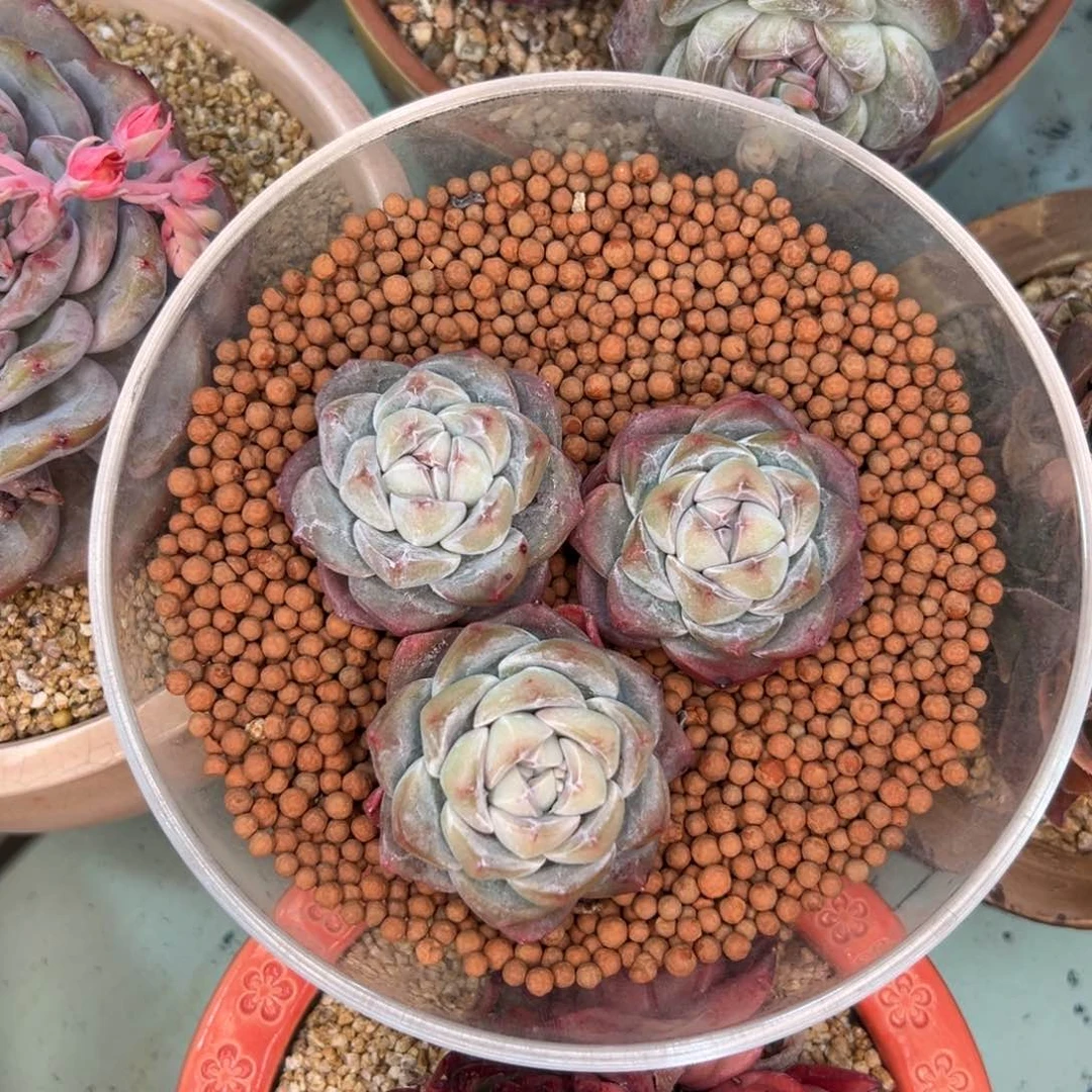 开播福利三颗冰玉