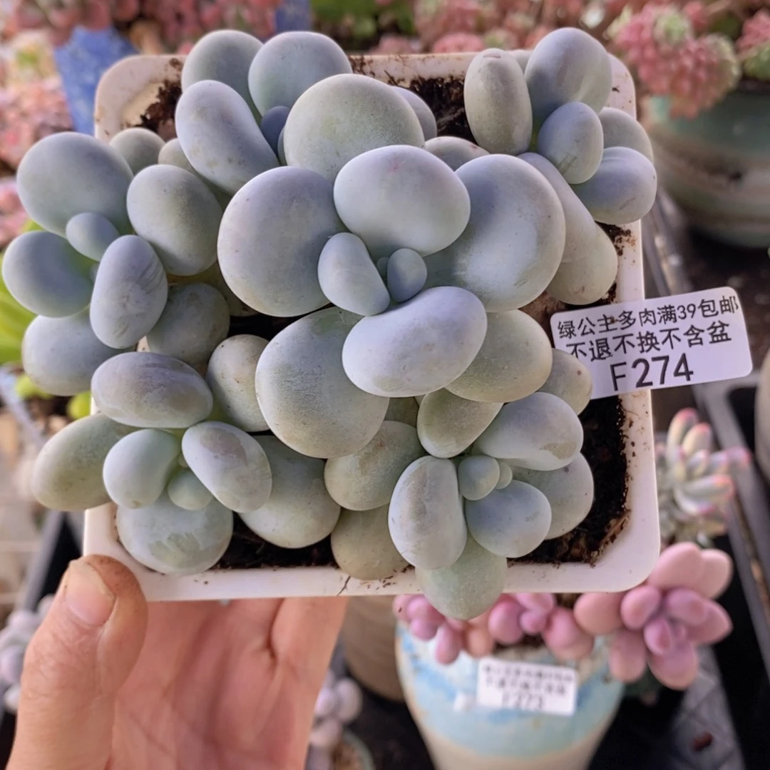 芭比奶洛11cm274多肉植物