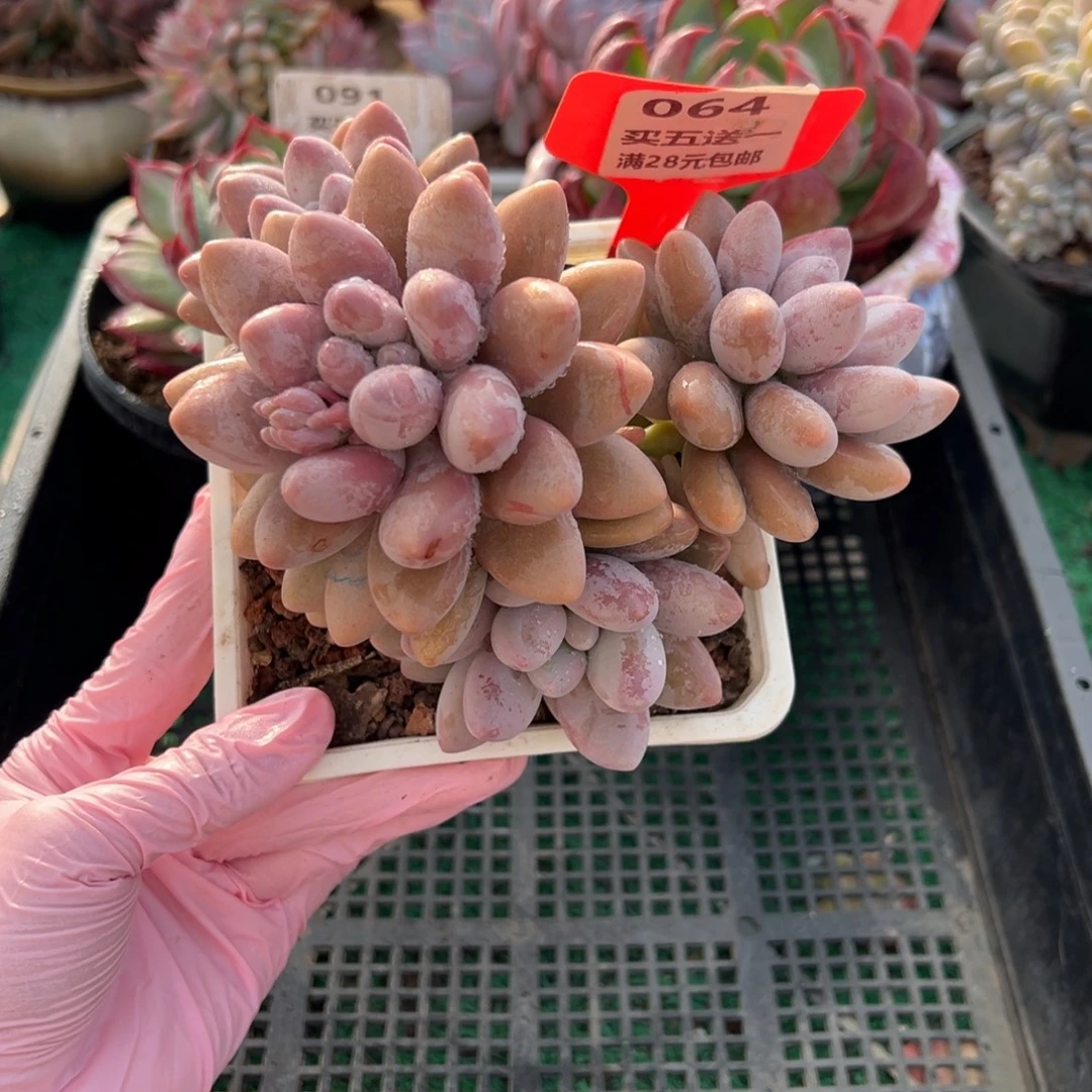 表妹精品多肉植物064.