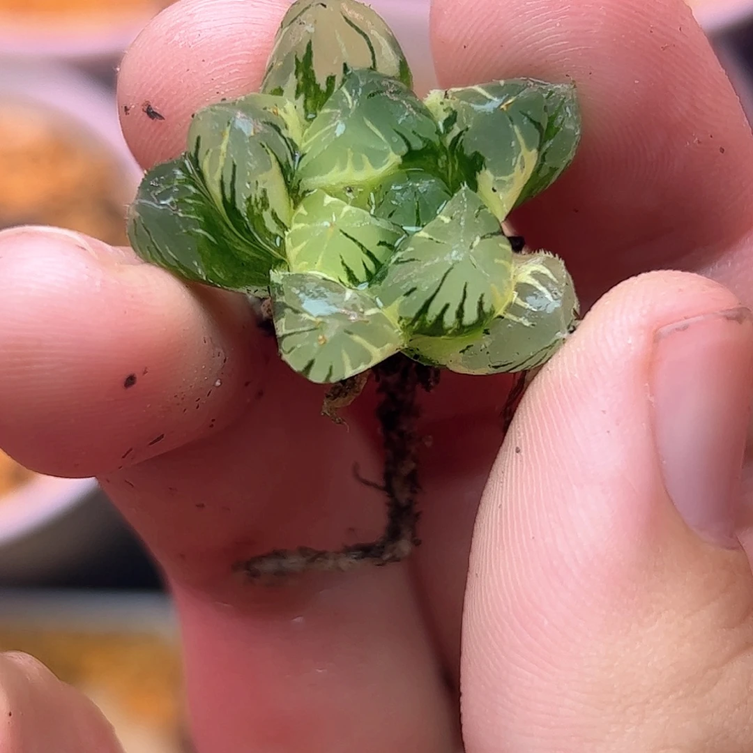广赖锦十二卷多肉