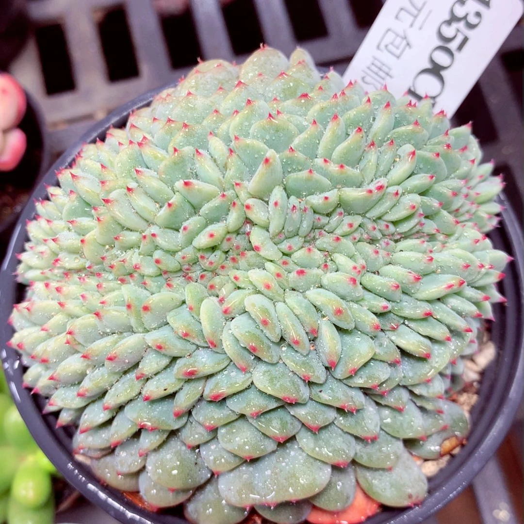 5厘米盆精控多肉1350