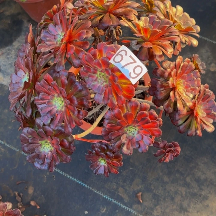 0000000000679月亮石