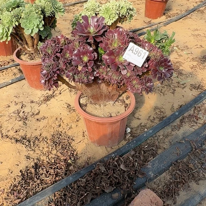 961欧紫朵朵一颗呀