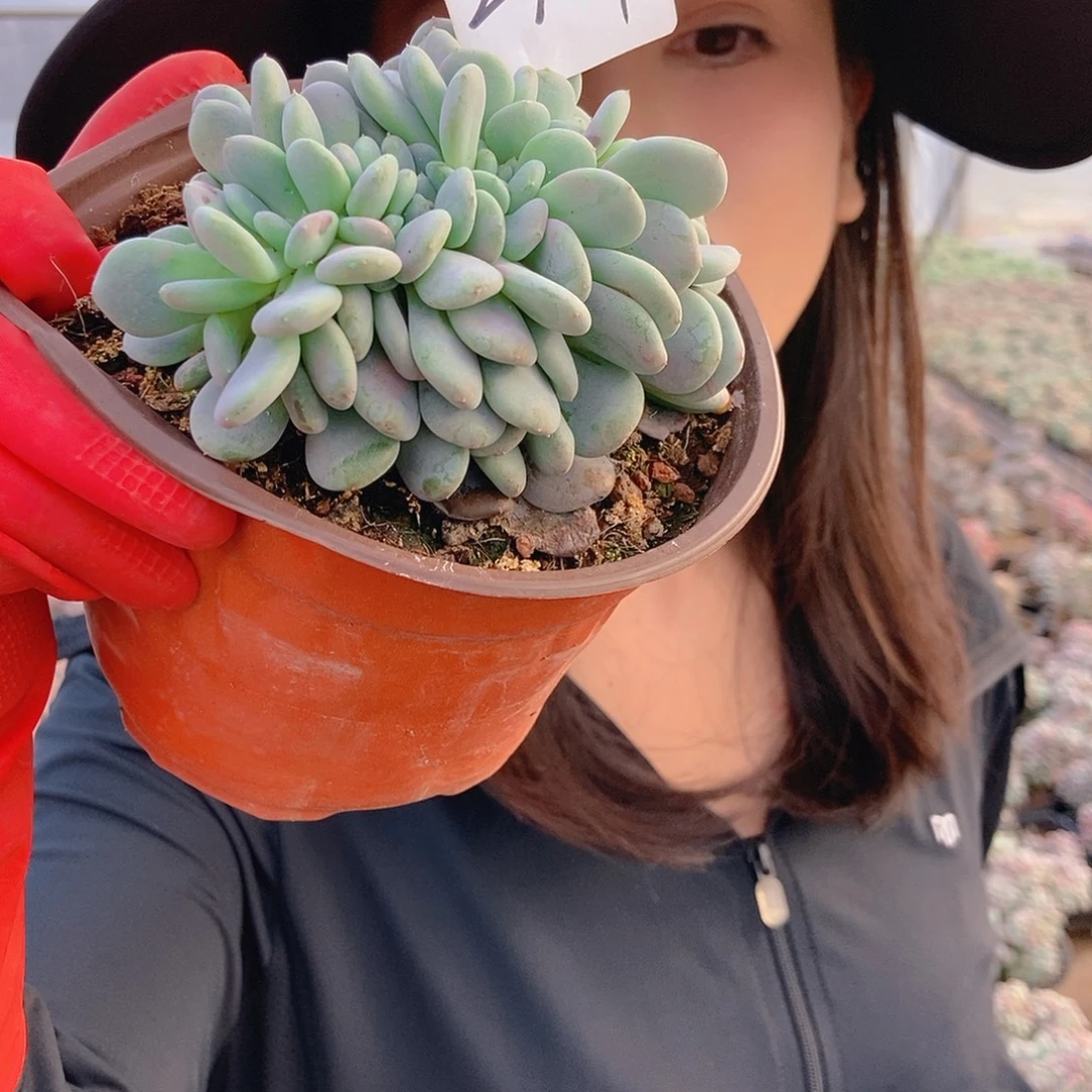 香香雪缀红盆随机福利