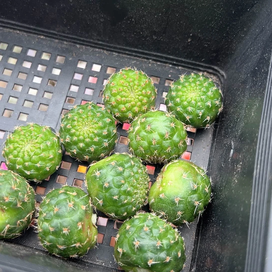 红梅宝山侧芽两颗一份