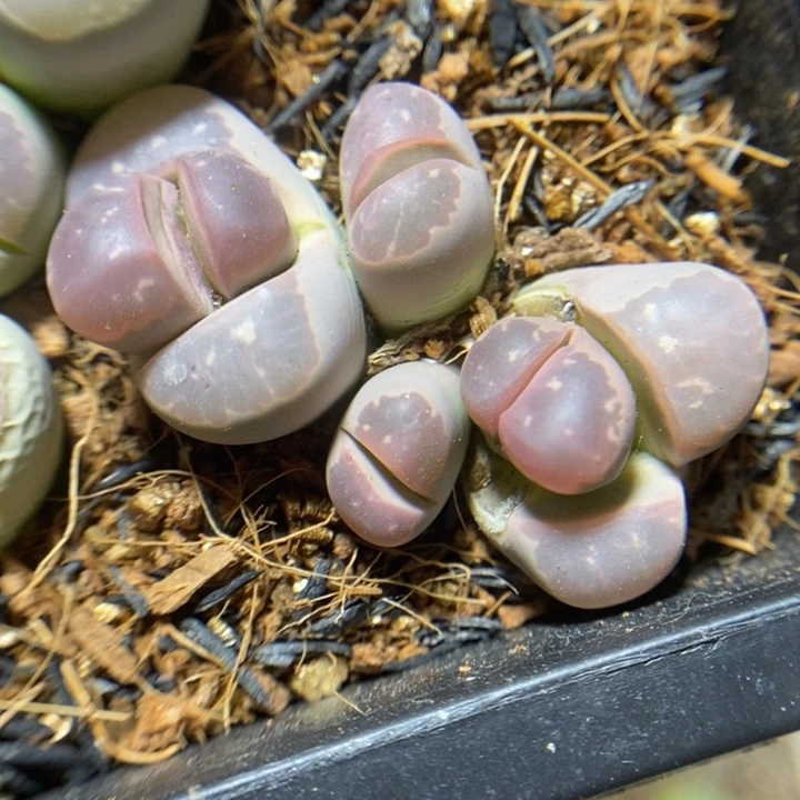 优选粉橄榄4头特价