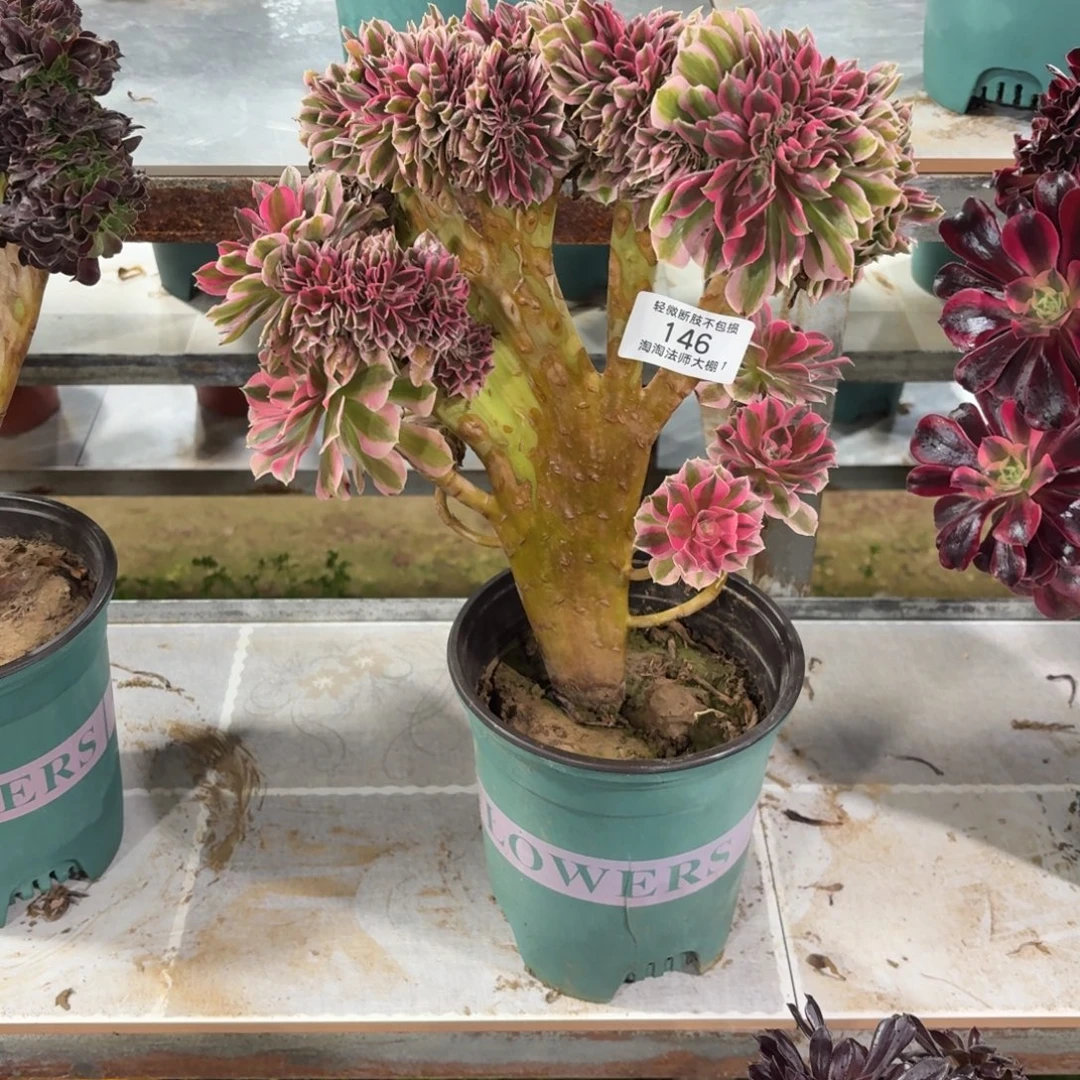 146粉女巫缀化多肉植物