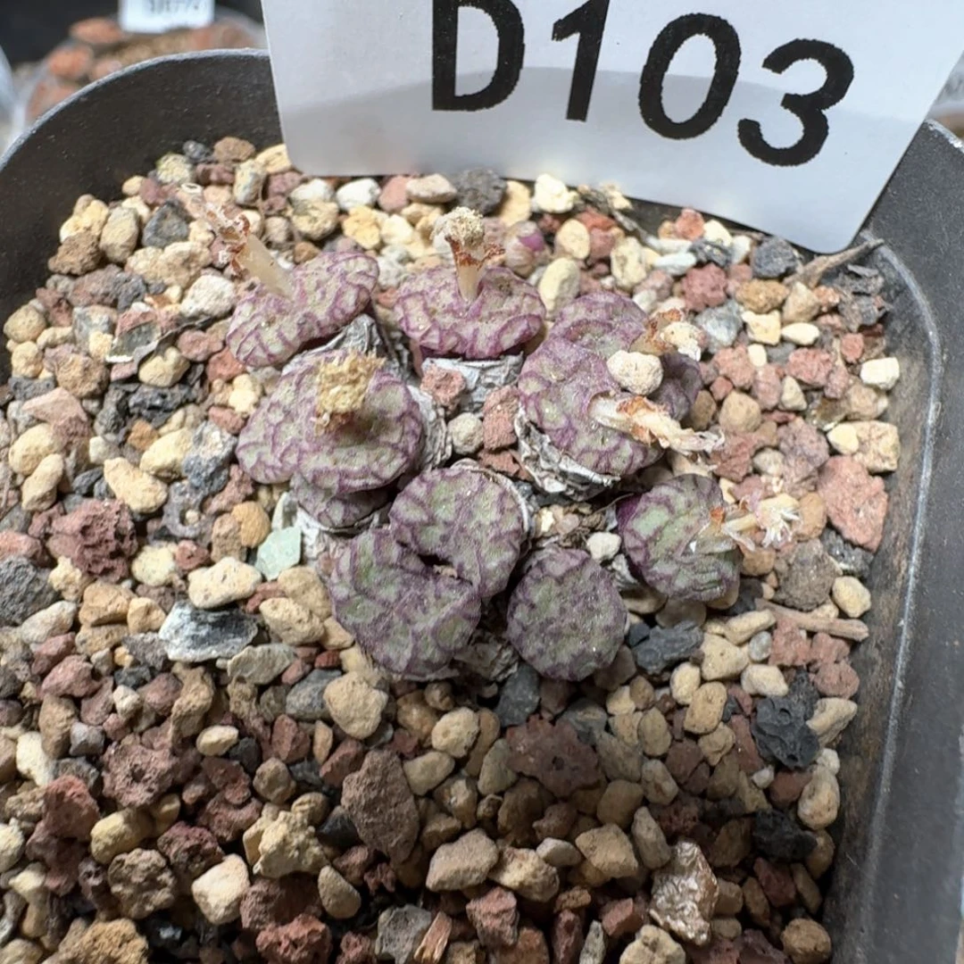 D103 肉锥群一颗好看。