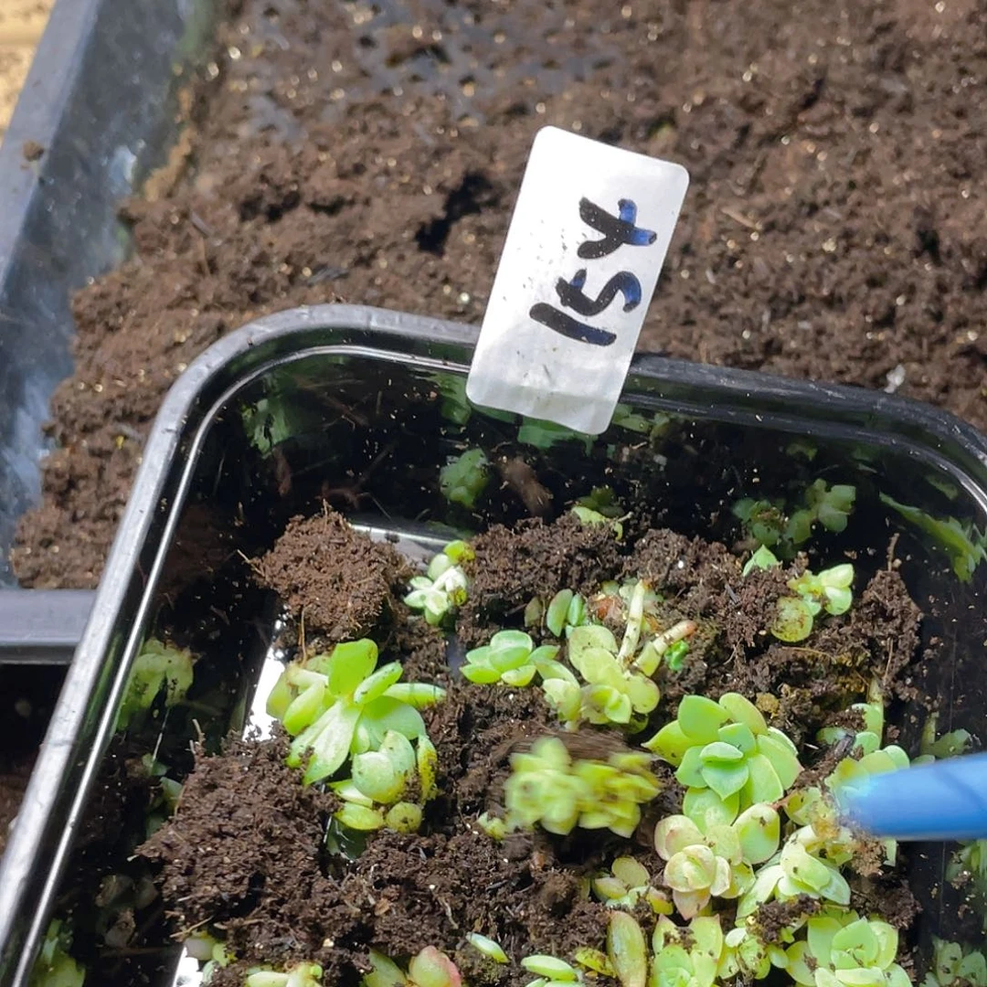 咩***多肉植物多肉植物154