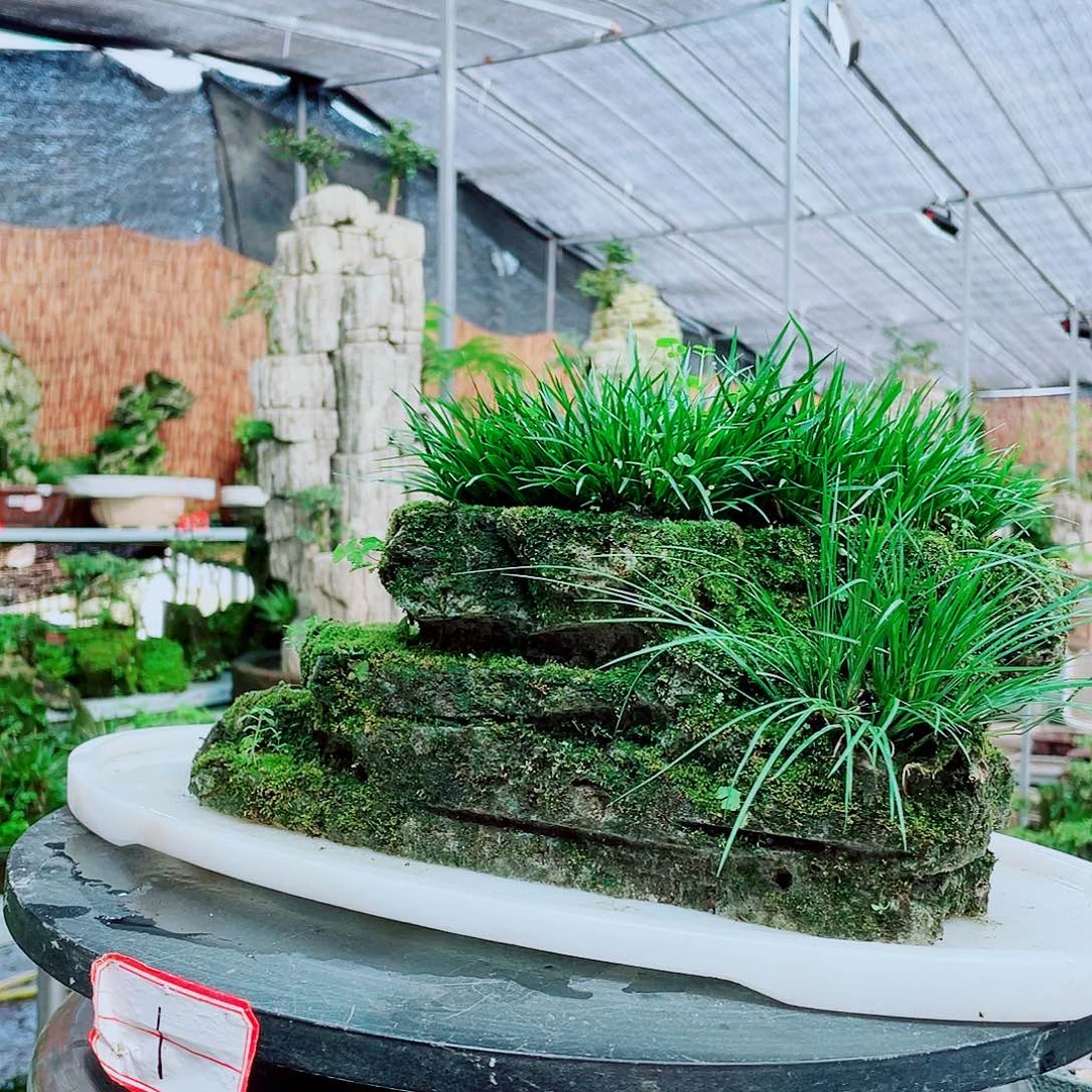 简***单当前无花栽培后可以开花