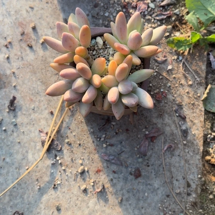 多肉植物白兰地多肉