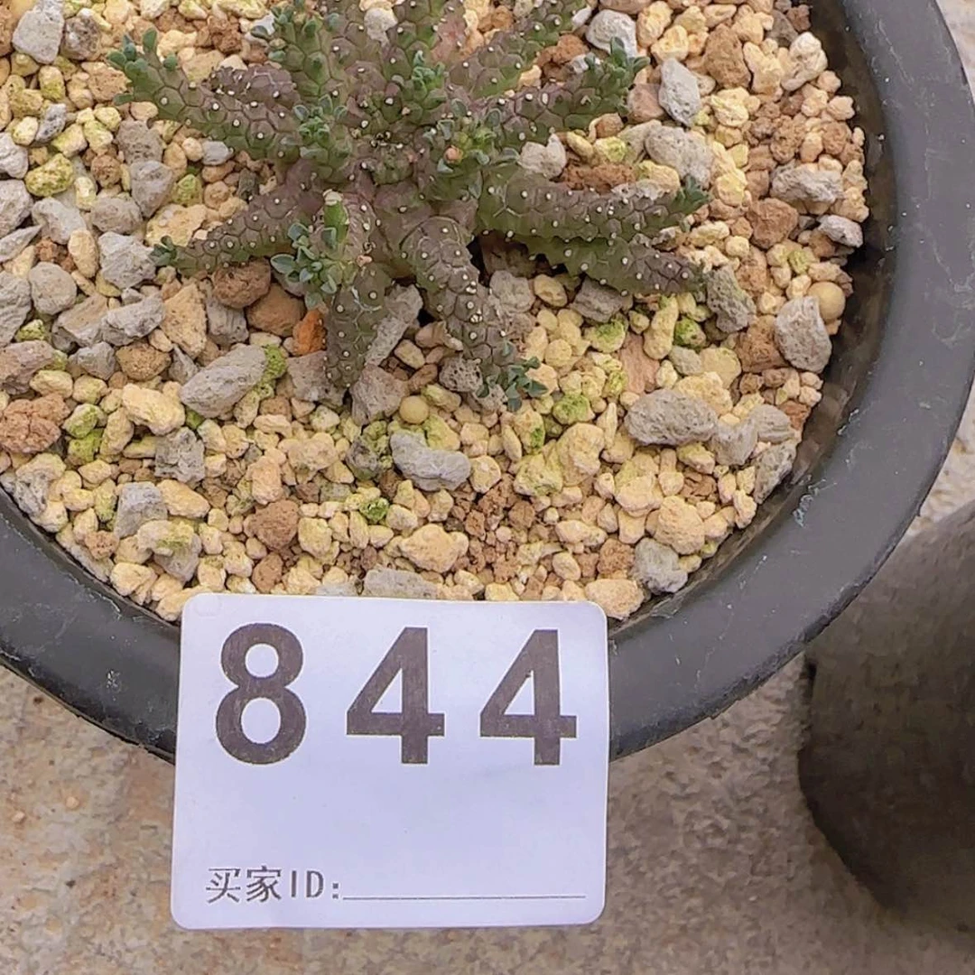 【闪购商品】帝*块根植物