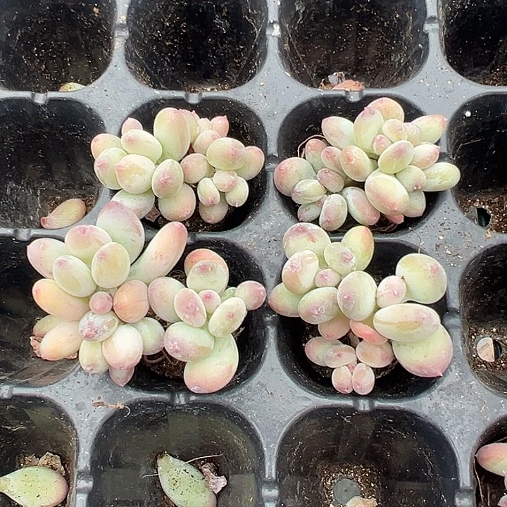 三日月美人3头群3cm到手1颗量拍多肉满18元包邮