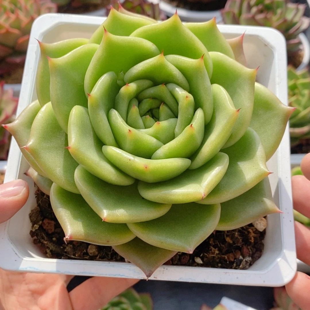 Q**e216号号东云系多肉植物