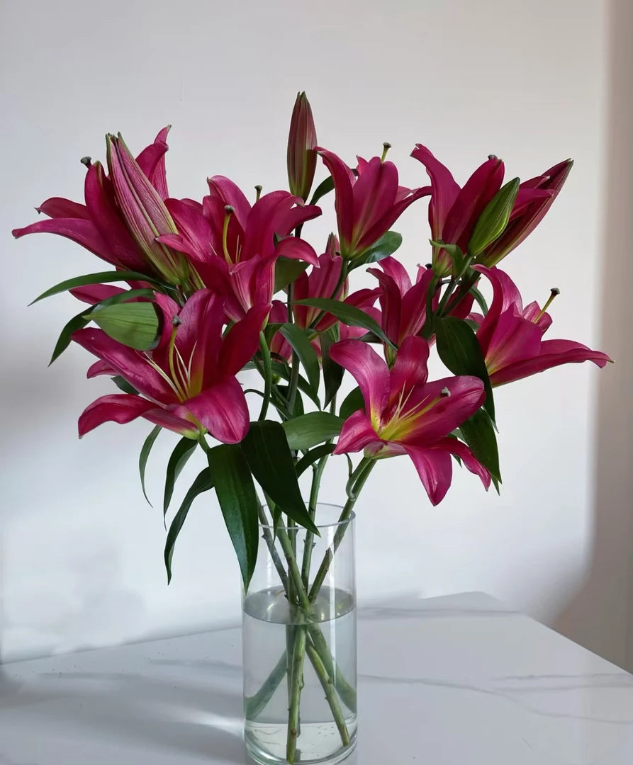 【火石】东北鲜花香水百合